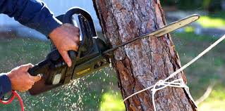 Best Tree Risk Assessment  in Sa De Oro Mount Helix, CA