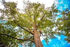 Best Tree Maintenance Programs  in Sa De Oro Mount Helix, CA