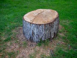 Casa De Oro Mount Helix, CA Tree Care Company