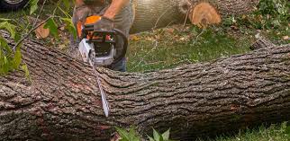 Best Weed Control  in Sa De Oro Mount Helix, CA