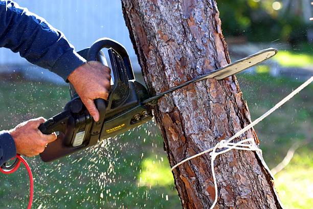 Best Lawn Mowing  in Sa De Oro Mount Helix, CA