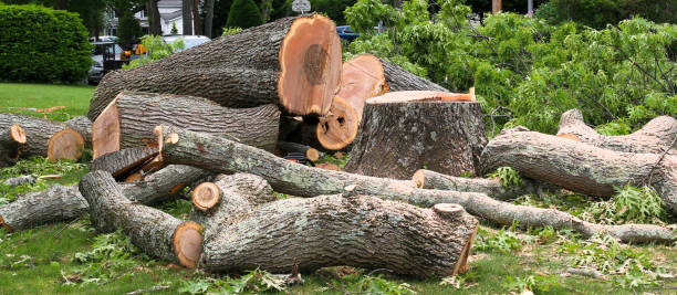 How Our Tree Care Process Works  in  Casa De Oro Mount Helix, CA