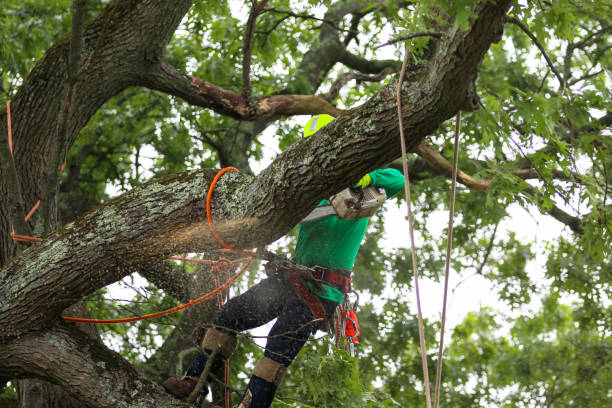 Best Seasonal Cleanup (Spring/Fall)  in Sa De Oro Mount Helix, CA