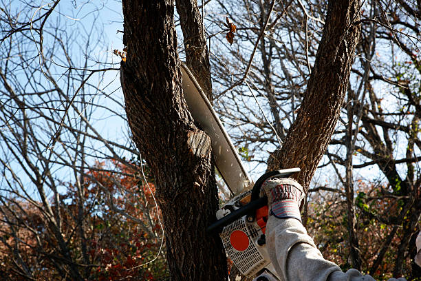 Best Root Management and Removal  in Sa De Oro Mount Helix, CA