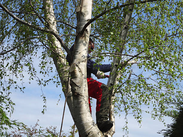 Best Utility Line Clearance  in Sa De Oro Mount Helix, CA