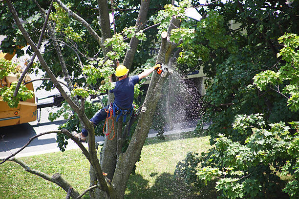 Best Tree Preservation Services  in Sa De Oro Mount Helix, CA
