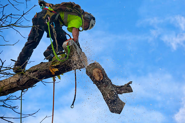 Best Hedge Trimming  in Sa De Oro Mount Helix, CA
