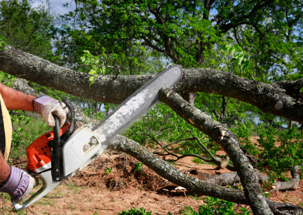 Mulching Services in Casa De Oro Mount Helix, CA